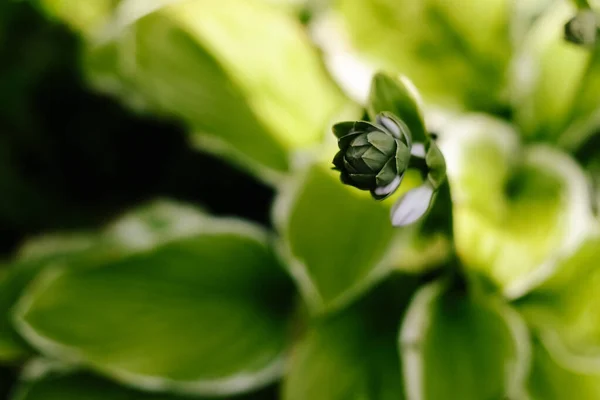 Host Bloei Een Bloembed Een Landelijke Tuin Zonneschijn Daglicht — Stockfoto