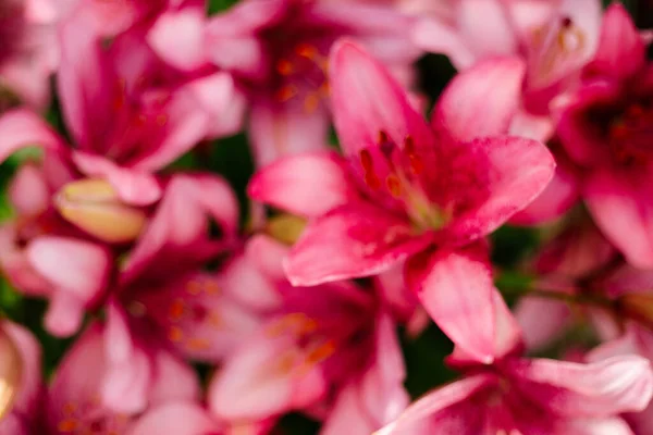 Zamazane Tło Różowej Lilii Kwitnącej Kwietniku Wiejskim Ogrodzie Słoneczko Światło — Zdjęcie stockowe