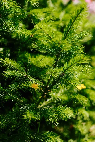 Closeup Photo Green Needle Spruce Tree Blurred Needles Background Daylight — Stock Photo, Image
