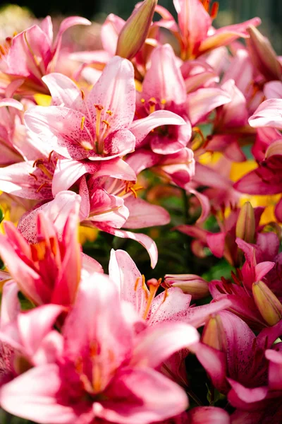 Розовая лилия цветет в клумбе в сельском саду — стоковое фото
