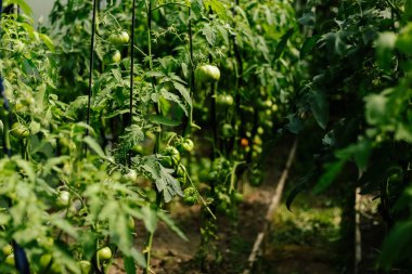 Çalıların üzerinde yeşil domatesler. Mevsimlik sebze. Geçmişi. Bahçıvanlık. Sağlıklı beslenme.