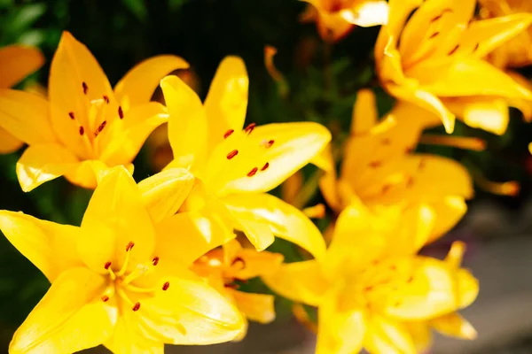 Желтая Лилия Цветет Клумбе Загородном Саду Солнышко Daylight — стоковое фото