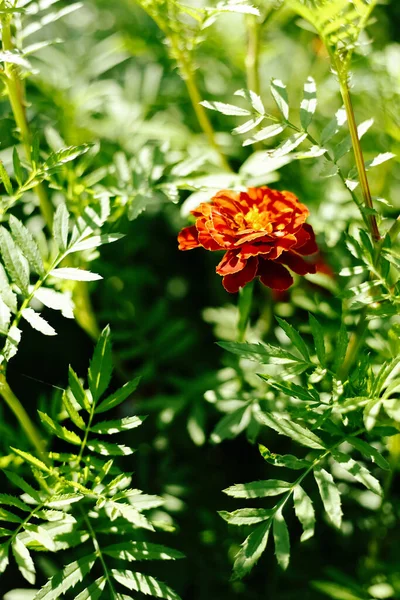 Marigold bir kır bahçesindeki çiçek tarlasında çiçek açıyor. Güneş ışığı. Gün ışığı.