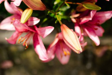 Kırsal bir bahçede çiçek açan pembe Lily 'nin mavi arka planı