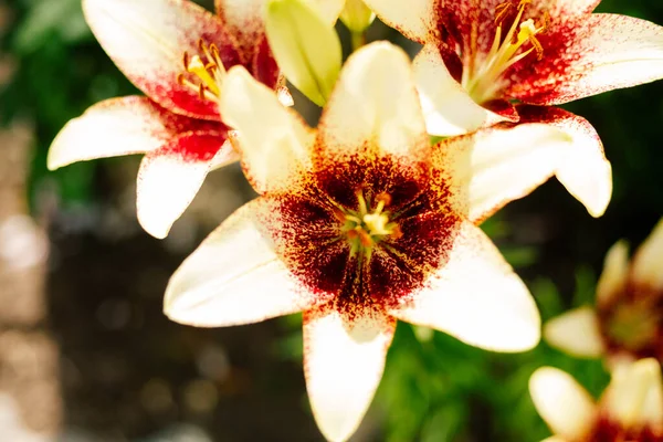 Лили цветет на клумбе в сельском саду — стоковое фото