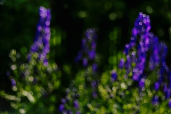Bir kır bahçesindeki çiçek tarlasında çiçek açan bir Aconite. Güneş ışığı. Gün ışığı.