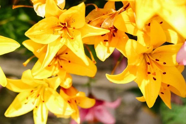 Zamazane Tło Żółtej Lilii Kwitnącej Kwietniku Wiejskim Ogrodzie Słoneczko Światło — Zdjęcie stockowe