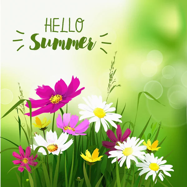 Yaz kır çiçekleri arka plan