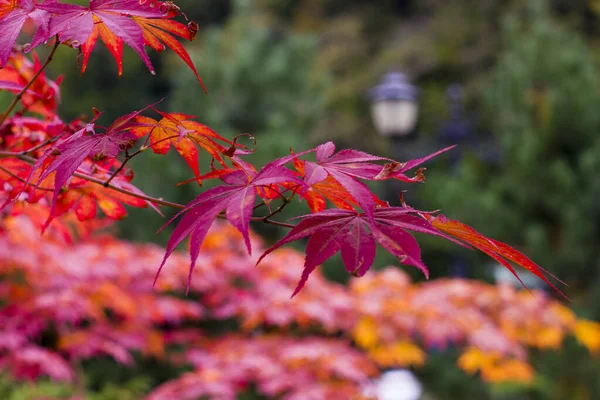 Beautiful Japanese red maple in the fall. Sochi. Krasnaya Polyana.