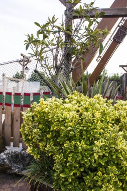 Sochi, Rusya. Sochi Parkı - Sochi şehrindeki tema parkı. Sonbahar manzaraları