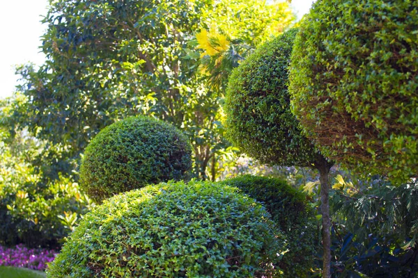 Sochi, Rusya. Sochi Parkı - Sochi şehrindeki tema parkı. Sonbahar manzaraları