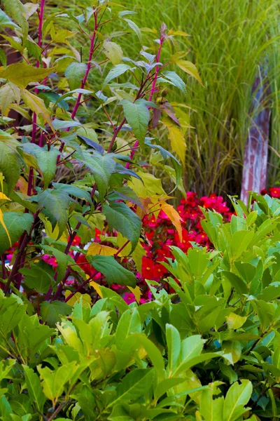 Jardín de estilo japonés durante la temporada de otoño. Sochi. Krasnaya poliana. —  Fotos de Stock