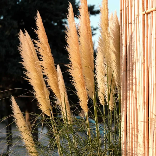 Fluffy feathery grass. — Stock Photo, Image