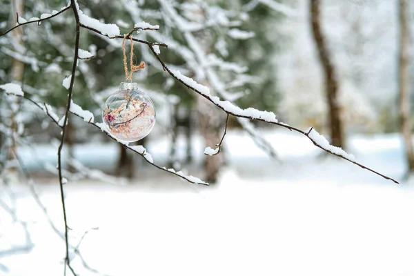 Boule de Noël sur la branche enneigée . — Photo