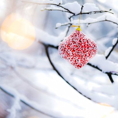 Karlı dalda Noel mücevheri.