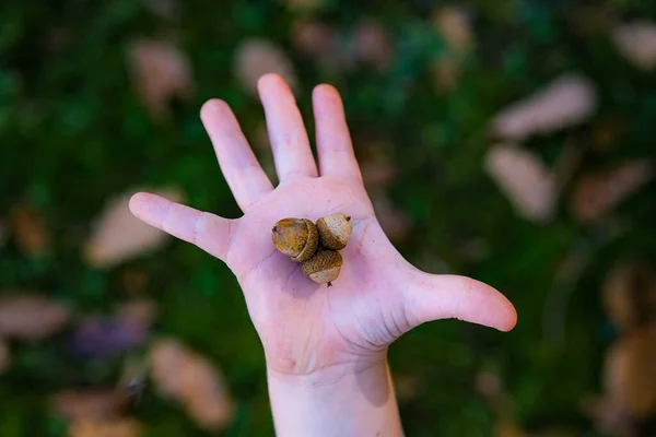 Bellota en mano de niño . — Foto de Stock