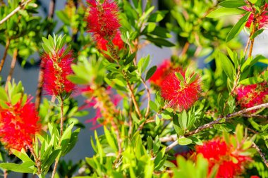 Kırmızı pofuduk şişe fırçası çiçekleri.
