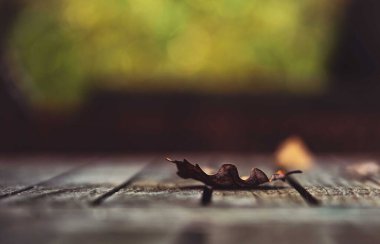 Ahşap arka planda sonbahar yaprakları