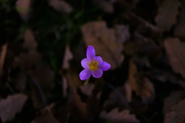 Crocus de outono, prado sofre . — Fotografia de Stock