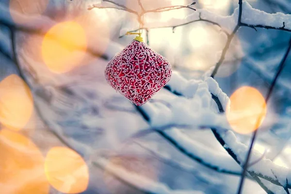 Karlı dalda Noel mücevheri.