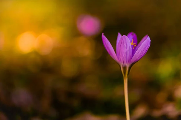 Podzimní krokus, louka suffron. — Stock fotografie