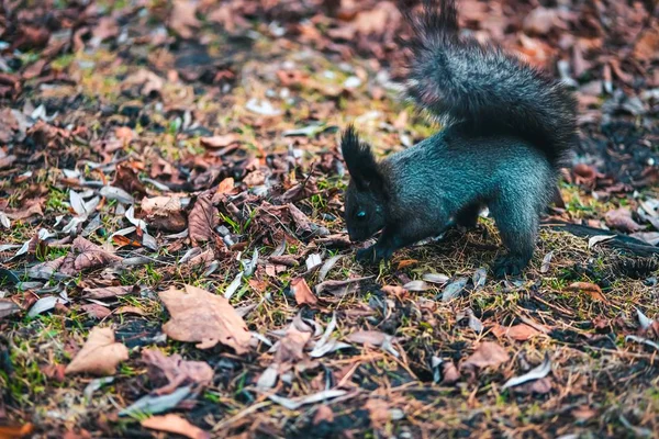 Squirrel, Autumn, acorn and dry leaves — Stock Photo, Image
