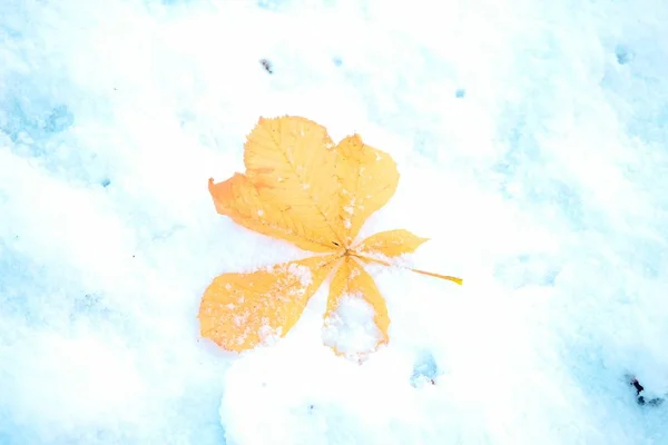 Барвисте осіннє листя в першому снігу . — стокове фото