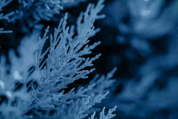 Background of the shrub of juniper — Stock Photo, Image