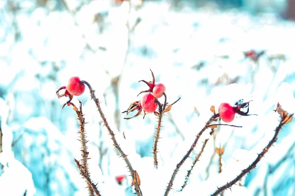 Червоні сухі ягоди шипшини вкриті снігом . — стокове фото