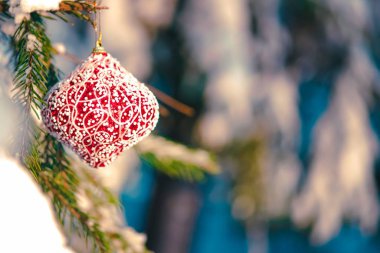 Karlı dalda Noel mücevheri.