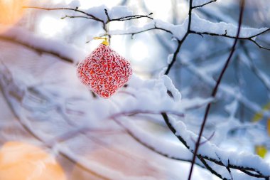 Karlı dalda Noel mücevheri.