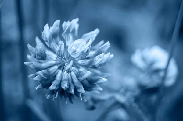 Flor tonificada azul . — Fotografia de Stock