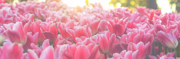 Frühling Tulpe Hintergrund. — Stockfoto