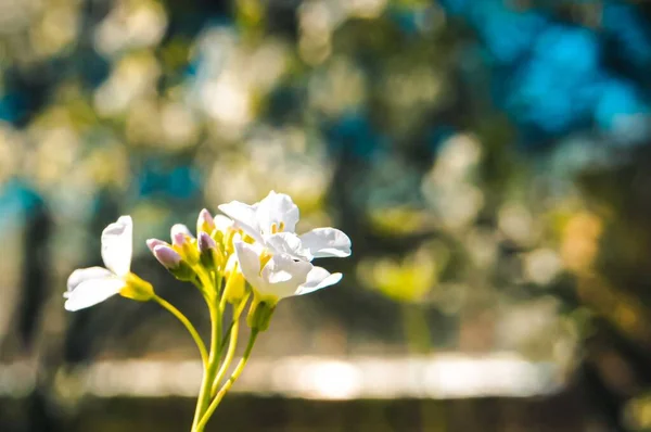 Primeras flores de primavera . — Foto de Stock