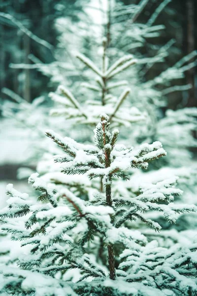初雪的冬季景观 — 图库照片