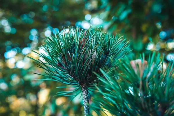 Pine tree closeup — Stock Photo, Image