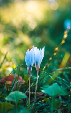 Sonbahar gülü, çayır gülü..