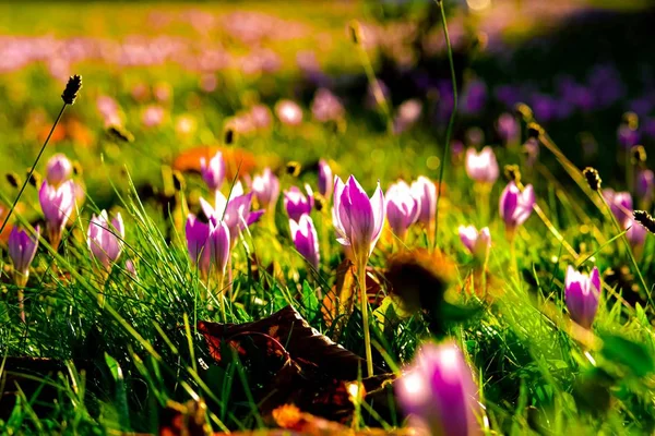 Podzimní krokus, louka suffron. — Stock fotografie