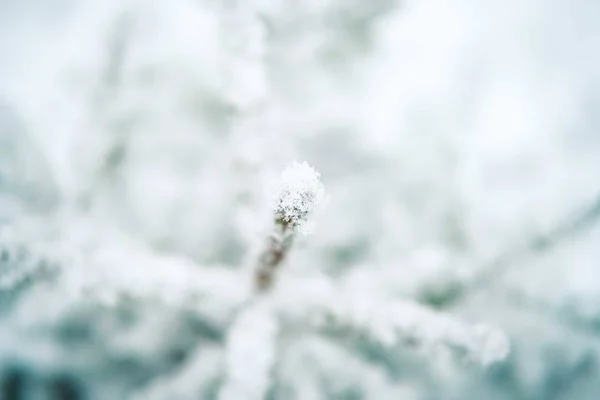 Зимний снег — стоковое фото
