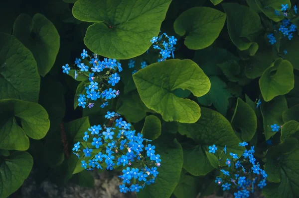 Синій маленькі квіти — стокове фото