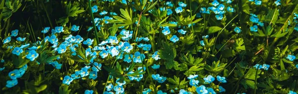 Bright little blue flowers. — Stock fotografie