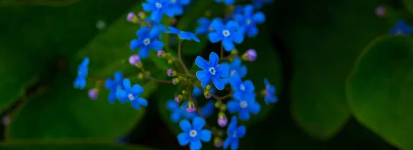 Синие маленькие цветы — стоковое фото