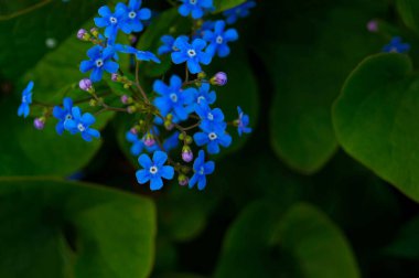 blue little flowers