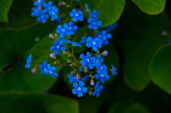 Modré kvítky — Stock fotografie