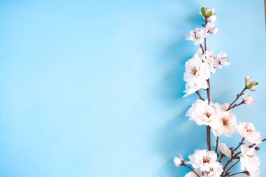 bahar çiçeği arkaplanı