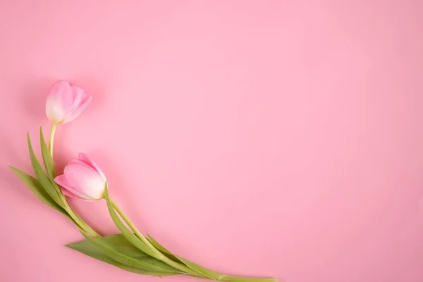 Pink tulips on pink background