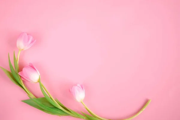 Pink tulips on pink background