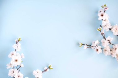 bahar çiçeği arkaplanı