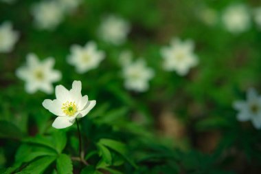 pembe ranunculus çiçeği