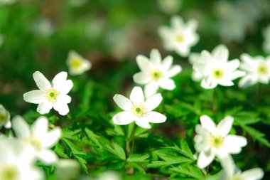 pembe ranunculus çiçeği